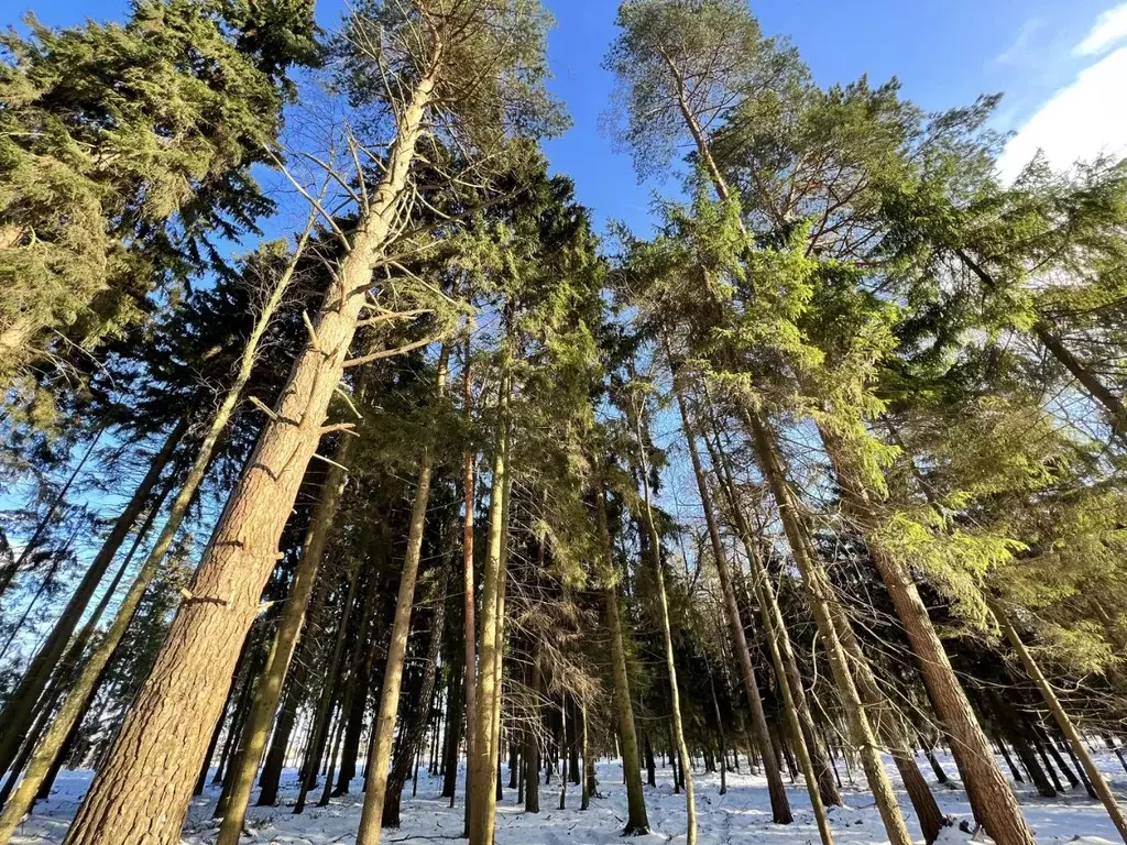 Участок в Московская область, Одинцовский городской округ, д. Сурмино  ... - Фото 1