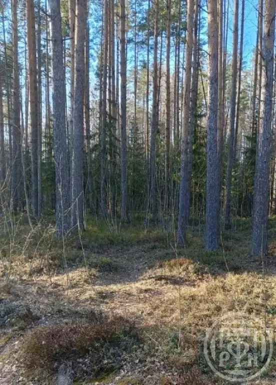 Участок в Ленинградская область, Всеволожский район, Морозовское ... - Фото 1