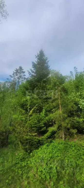 Участок в Алтай, Турочакский район, с. Артыбаш  (10.0 сот.) - Фото 1