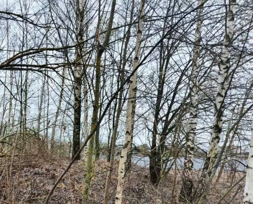 Участок в Московская область, Дмитровский муниципальный округ, д. ... - Фото 1