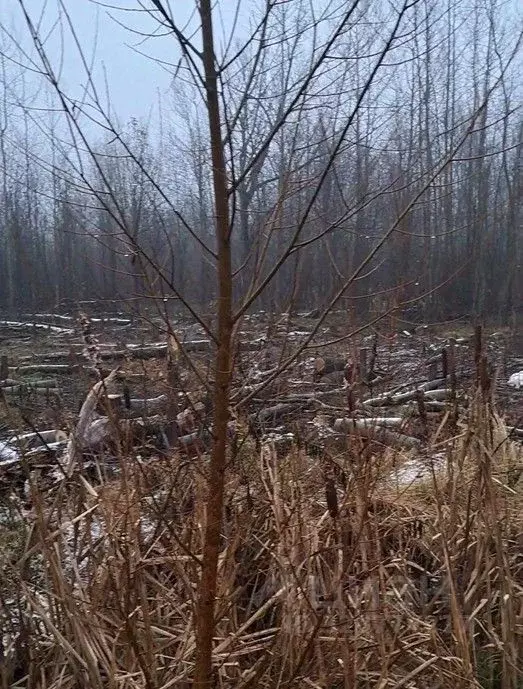 Участок в Московская область, Лосино-Петровский городской округ, д. ... - Фото 1