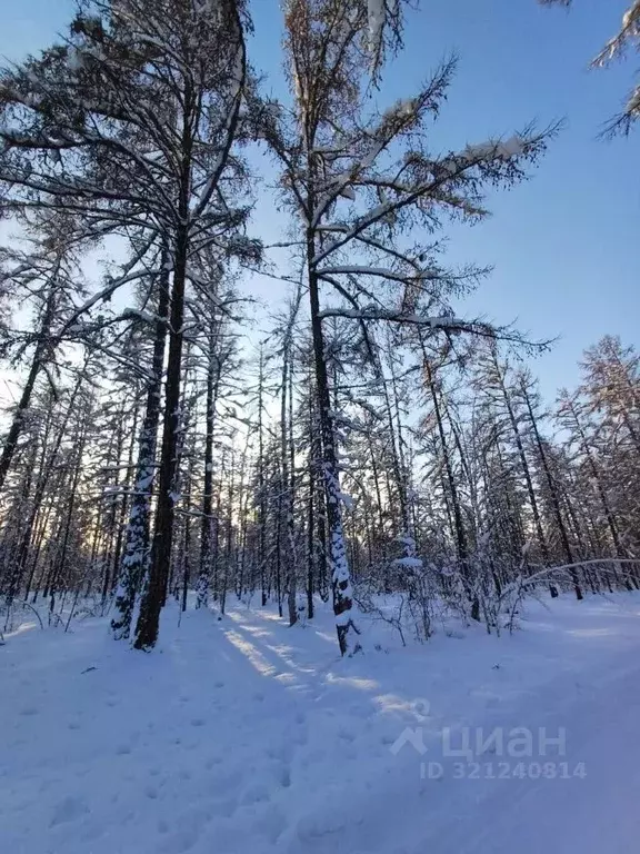 Участок в Саха (Якутия), Якутск городской округ, с. Тулагино  (8.0 ... - Фото 2