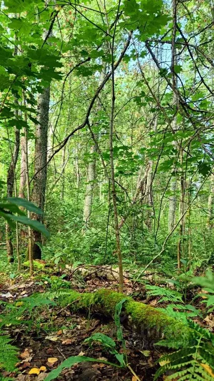 Участок в Ленинградская область, Выборгский район, Полянское с/пос  ... - Фото 2