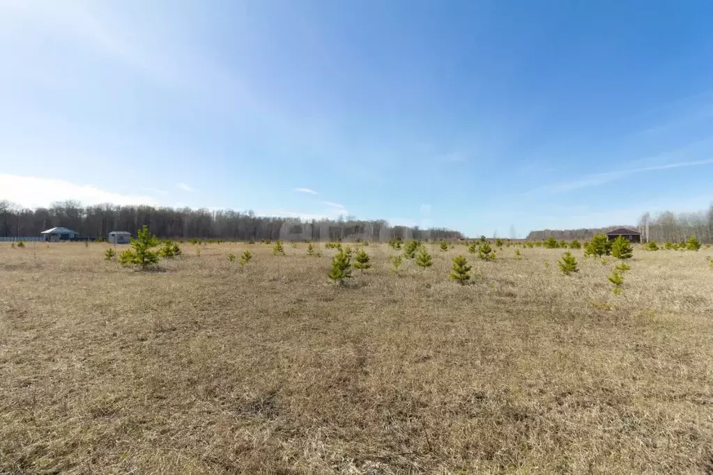 Участок в Тюменская область, Тюменский муниципальный округ, Каменское ... - Фото 1