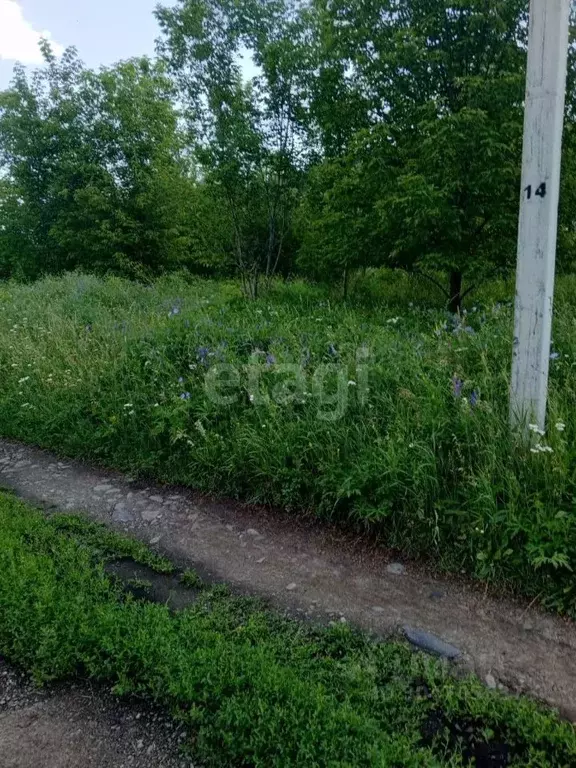 Участок в Алтайский край, Алтайский район, с. Алтайское ул. Сосновая ... - Фото 1