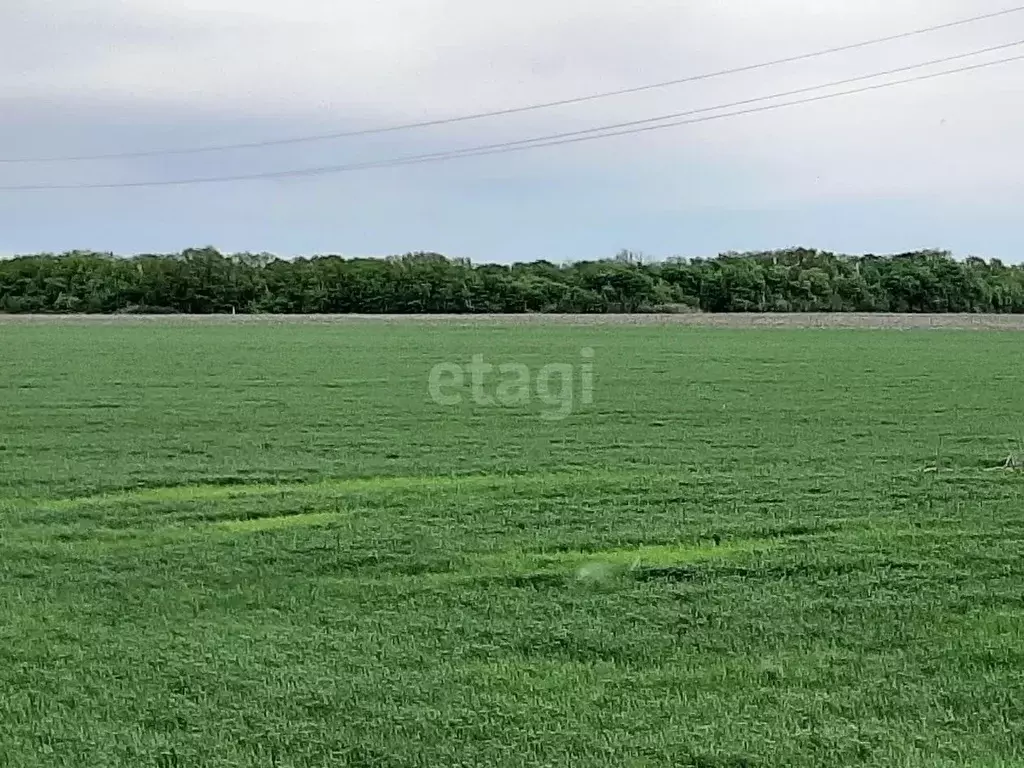 Участок в Белгородская область, Красногвардейский район, Стрелецкое ... - Фото 0