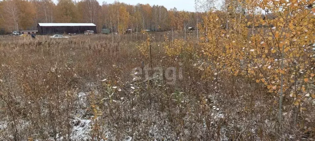 Участок в Новосибирская область, Колыванский район, д. Большая ... - Фото 0