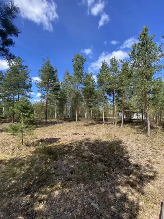 Участок в Ленинградская область, Ломоносовский район, Ропшинское ... - Фото 0