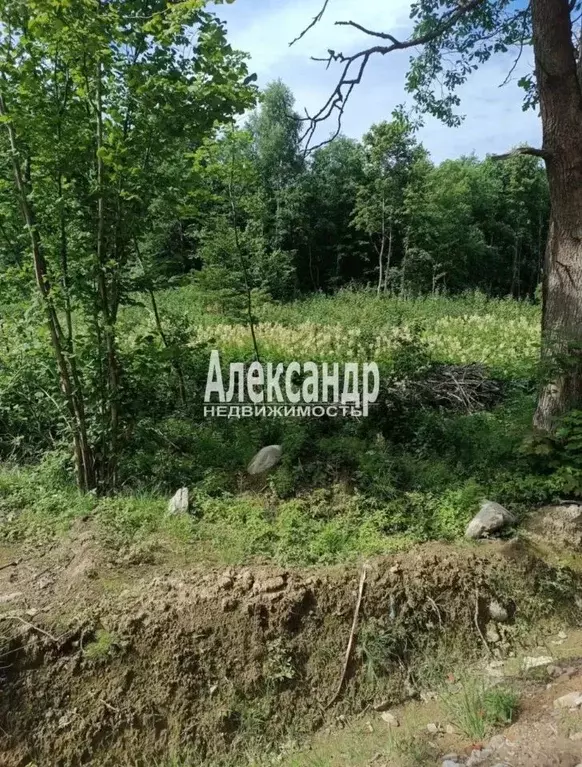 Участок в Ленинградская область, Всеволожский район, Лесколовское ... - Фото 2