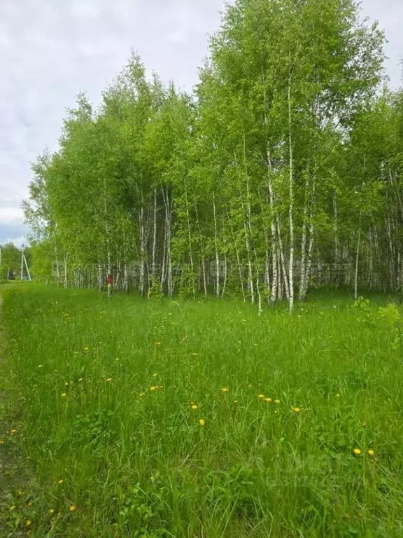 Участок в Татарстан, Пестречинский район, Богородское с/пос, с. ... - Фото 2