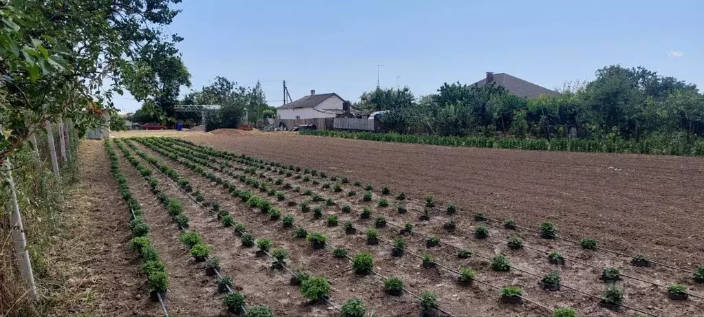 Участок в Крым, Кировский район, с. Журавки ул. Советская, 83 (14.5 ... - Фото 2