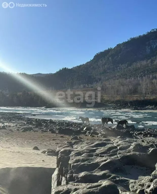 Участок в Чемальский район, село Турбаза Катунь (12 м) - Фото 1