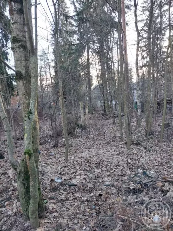 Участок в Ленинградская область, Всеволожск Сергиевская ул. (6.0 сот.) - Фото 2