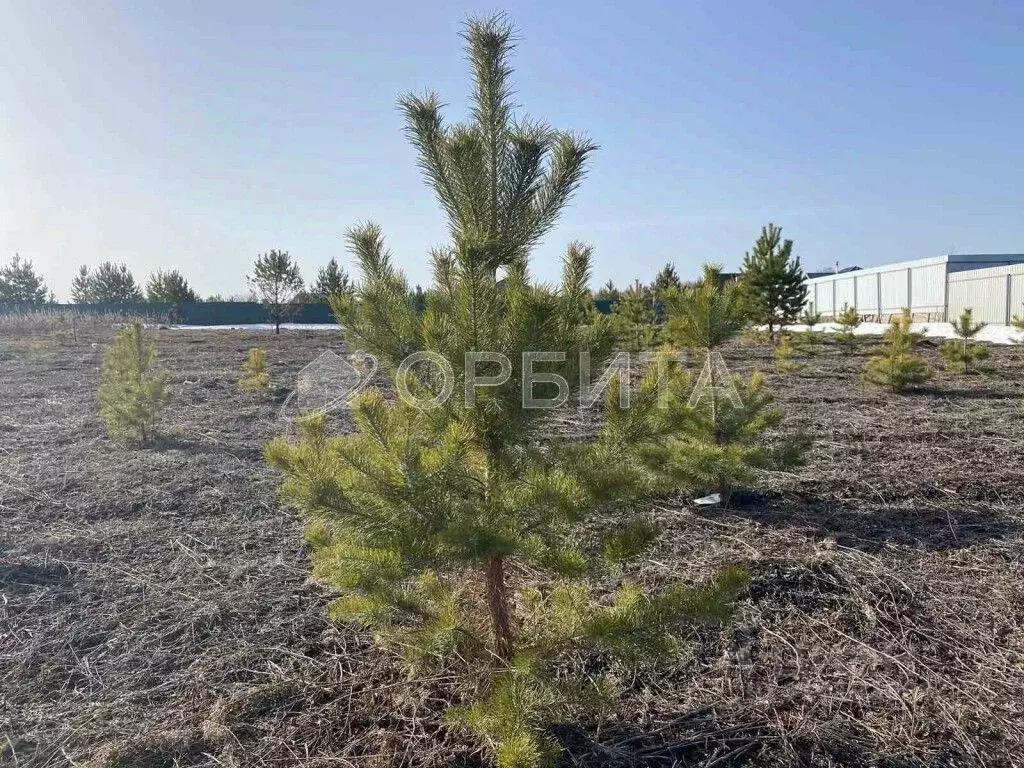 Участок в Тюменская область, Тюменский район, Новокаменский кп ул. ... - Фото 1