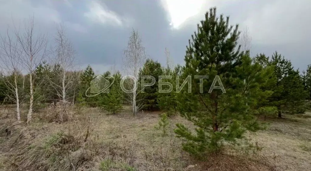 Участок в Тюменская область, Тюменский район, Новокаменский кп ул. ... - Фото 1