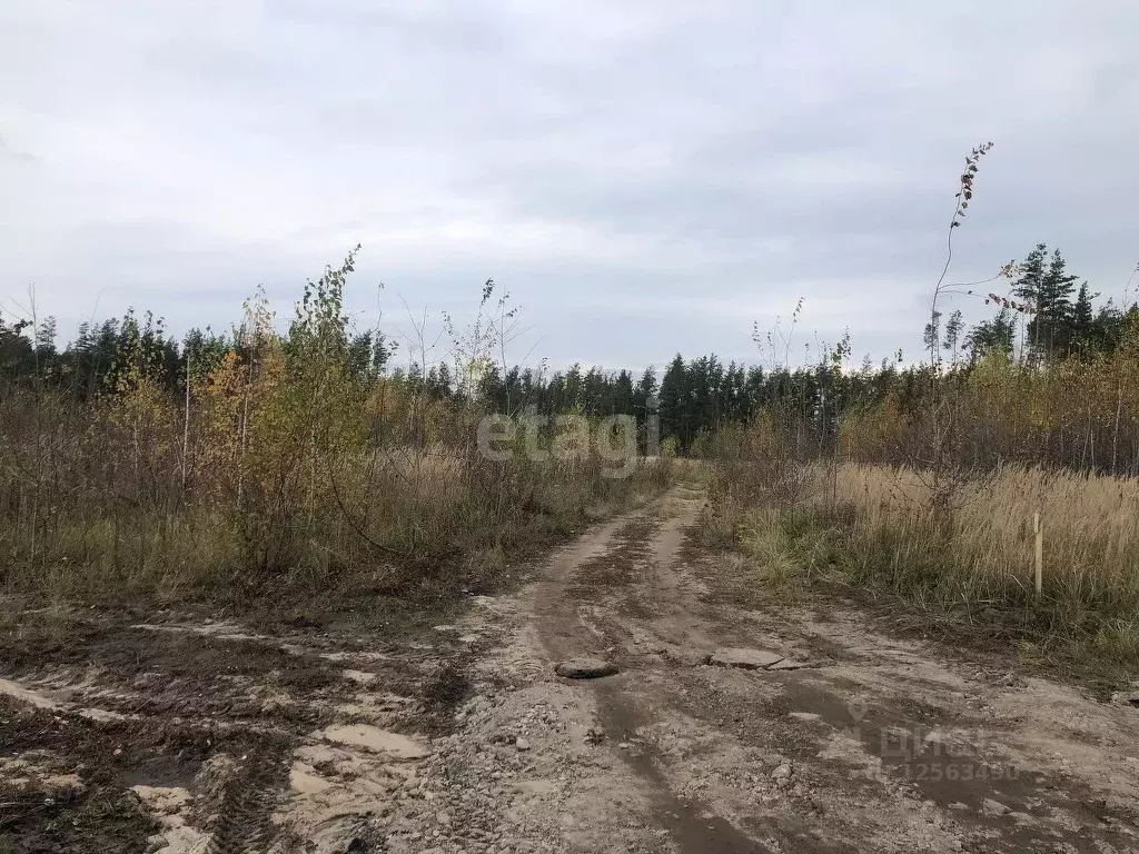 Участок В Медовке Воронеж Купить