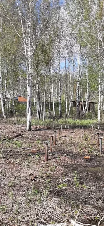 Участок в Тюменская область, Тюмень Якорь садовое товарищество,  (9.0 ... - Фото 1