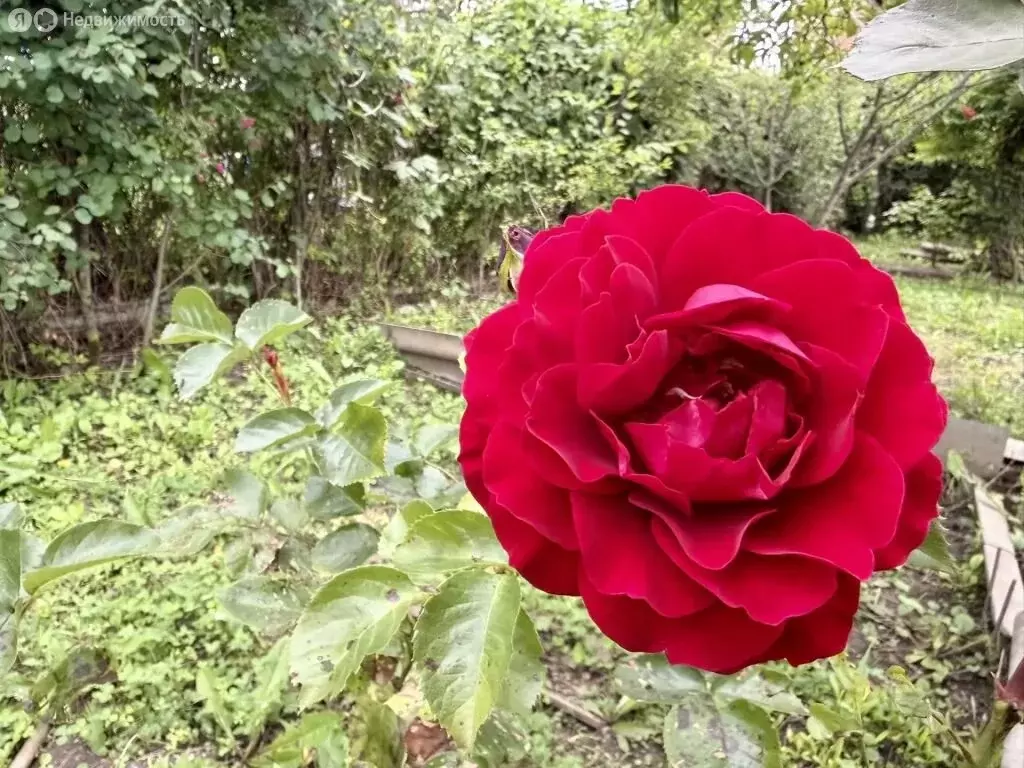 Дом в Кисловодск, СНТ Зеленогорское, 94 (37.8 м) - Фото 2