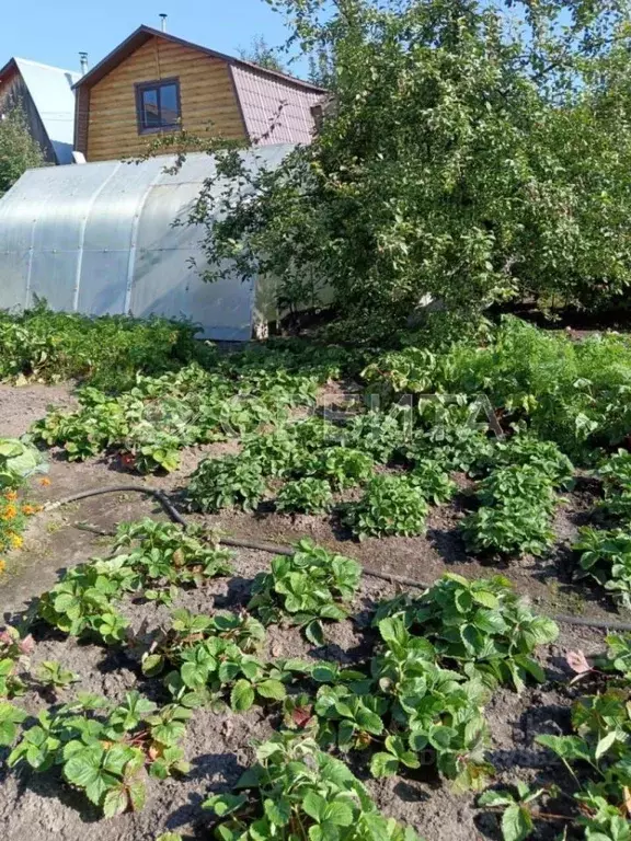 Дом в Тюменская область, Тюмень Бирюсинка СНТ, ул. Садовая, 54 (32 м) - Фото 1