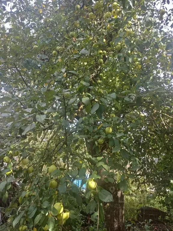 Дом в Московская область, Люберцы городской округ, с. Верхнее Мячково, ... - Фото 2