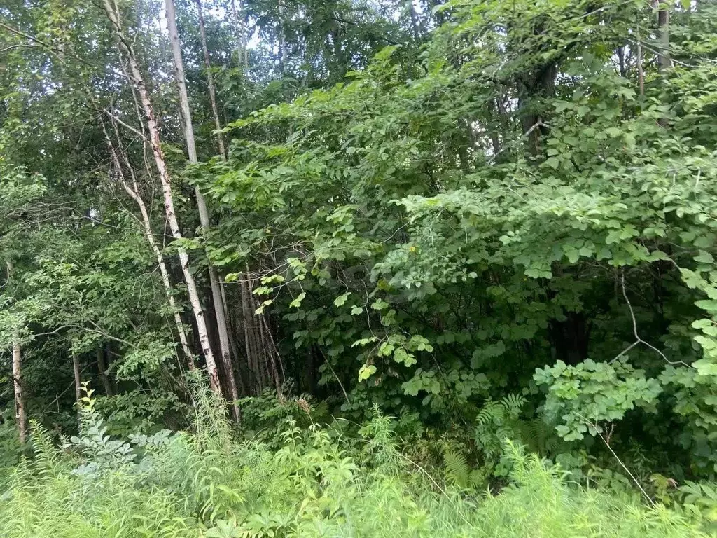 Участок в Хабаровский край, Хабаровский район, с. Корсаково-2 Дачная ... - Фото 2