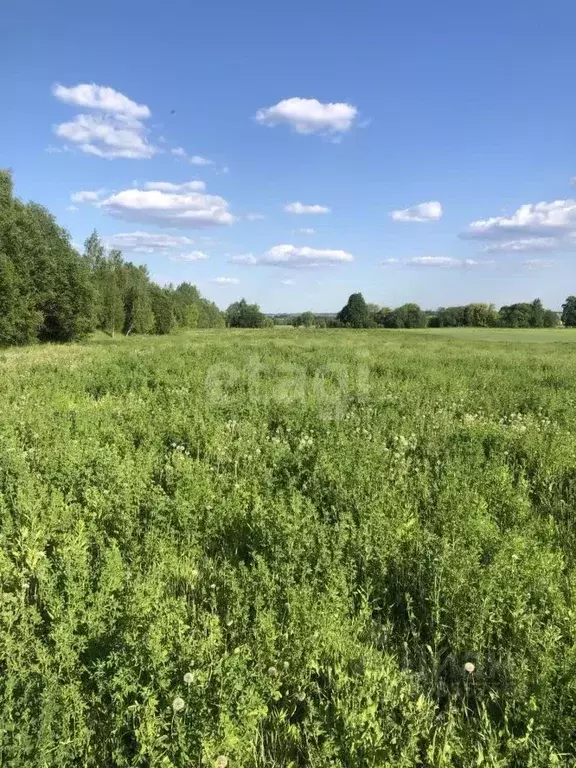 Участок в Брянская область, Брянский район, Нетьинское с/пос, Хотылево ... - Фото 1