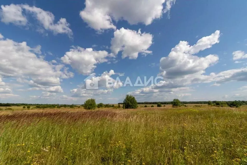 Участок в Владимирская область, Суздальский район, Новоалександровское ... - Фото 1