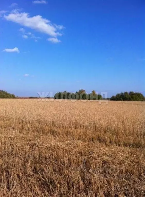 Участок в Новосибирская область, Колывань рп ул. Маяковского (1057.09 ... - Фото 1