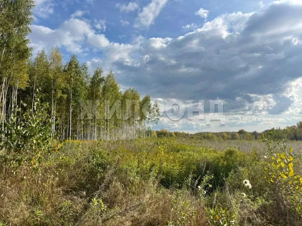Участок в Новосибирская область, Новосибирский район, Раздольненский ... - Фото 1