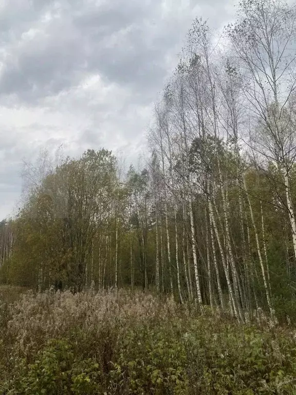 Участок в Новгородская область, Новгородский район, Савинское с/пос, ... - Фото 0