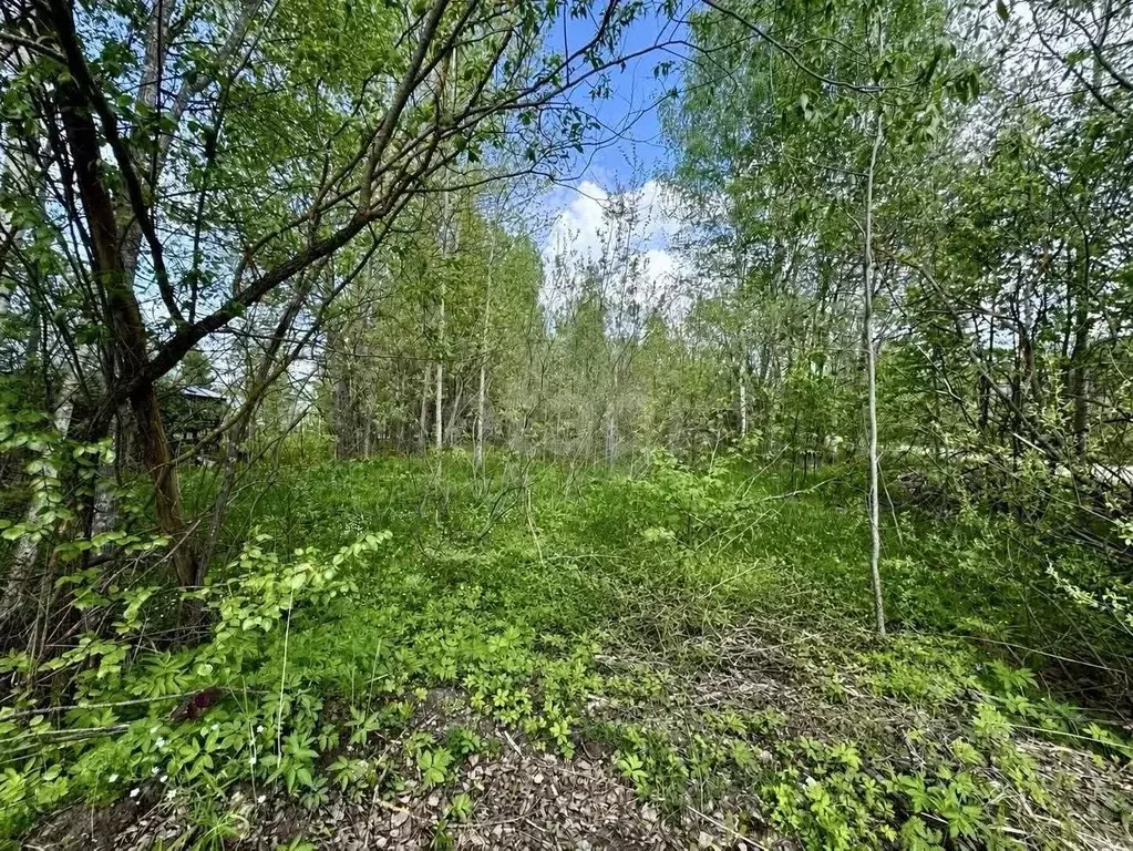 Участок в Тверская область, Кимрский муниципальный округ, Чайка ... - Фото 1