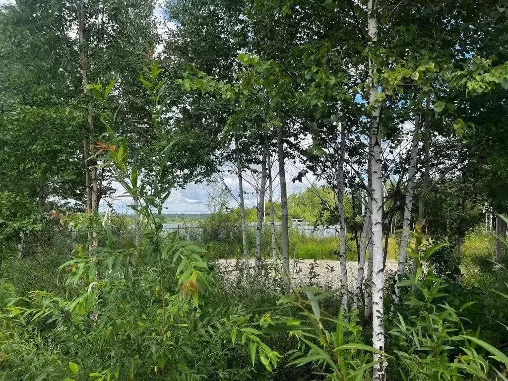 Участок в Амурская область, Благовещенский район, с. Егорьевка  (15.0 ... - Фото 1
