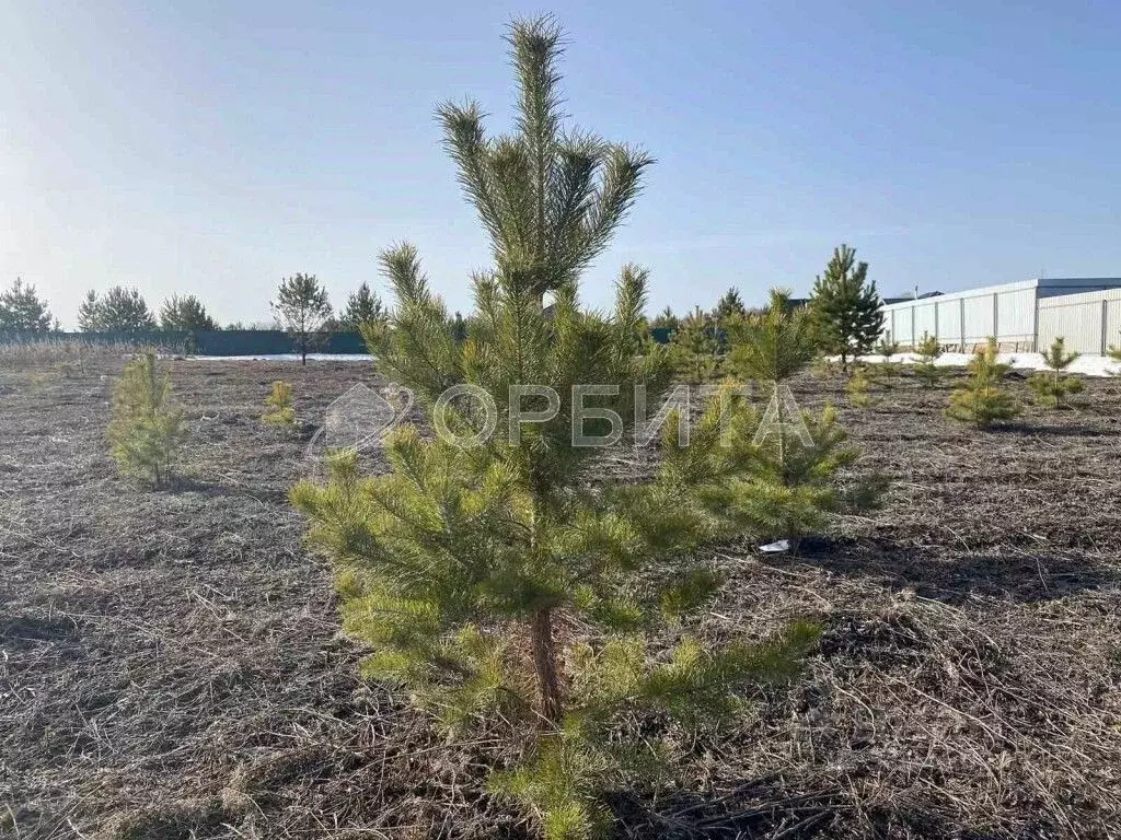 Участок в Тюменская область, Тюменский район, Онегин кп ул. Евгения ... - Фото 0