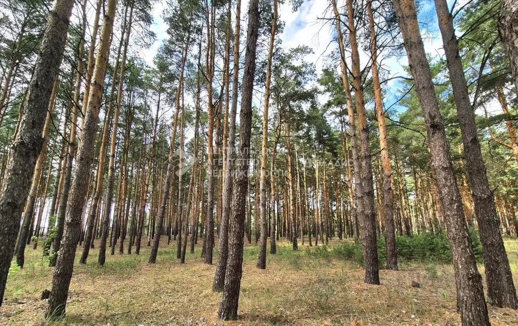 Участок в Рязанская область, Рязанский муниципальный округ, Усадьба ... - Фото 1