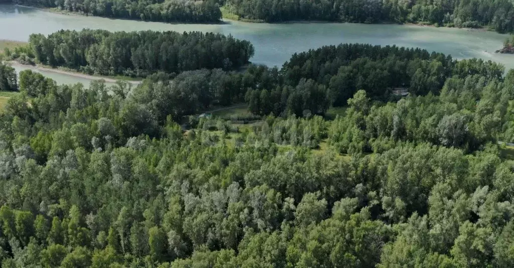 Участок в Алтай, Майминский район, Соузгинское с/пос, пос. Черемшанка ... - Фото 1