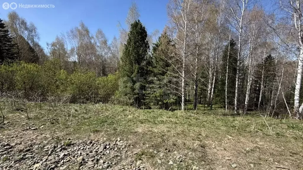 Участок в Чемальский район, Узнезинское сельское поселение, село ... - Фото 2