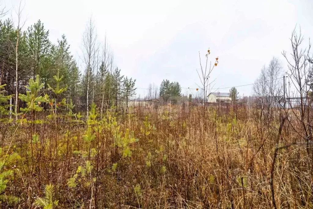 Участок в Ханты-Мансийский АО, Сургут Чернореченский садовое ... - Фото 1