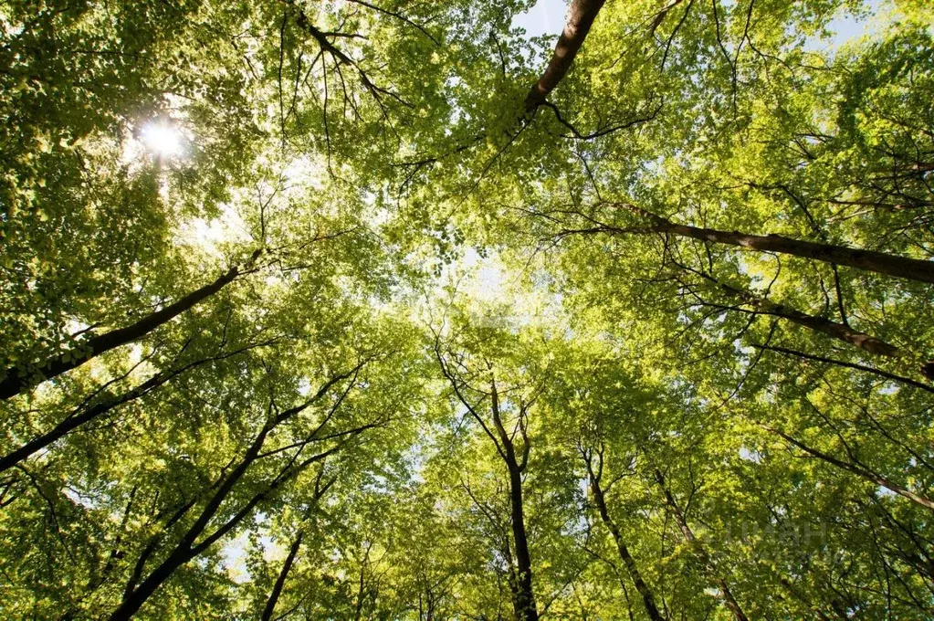 Участок в Московская область, Одинцовский городской округ, с. ... - Фото 1