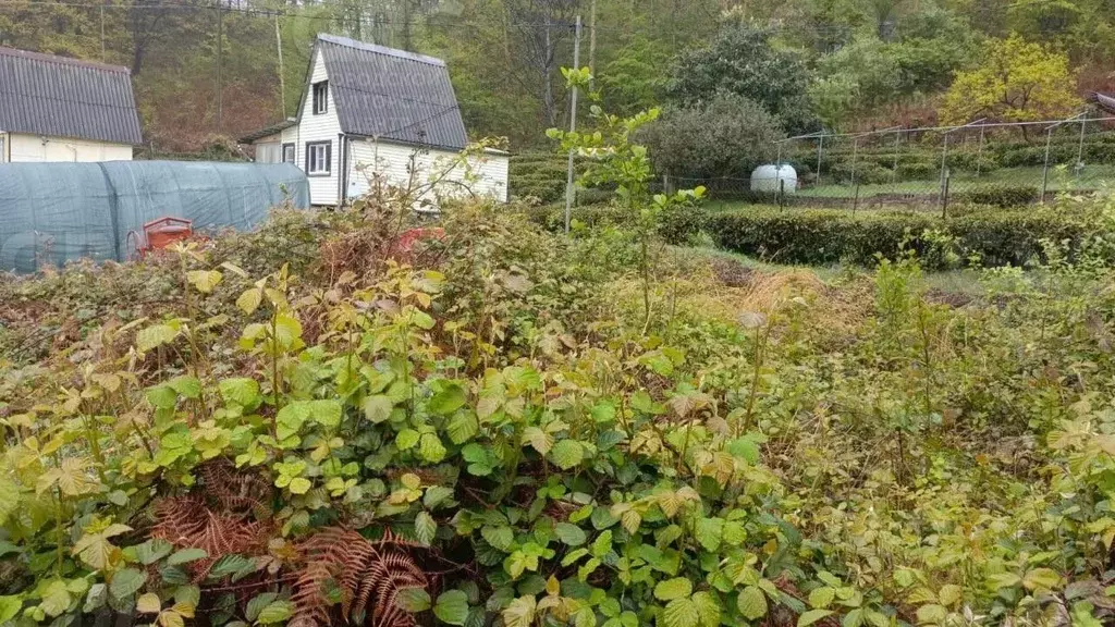 Участок в Краснодарский край, Сочи Восход СТ, 5 (5.0 сот.) - Фото 0