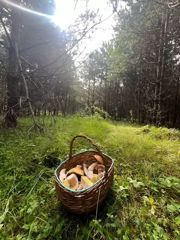 Участок в Владимирская область, Киржачский муниципальный округ, д. ... - Фото 1