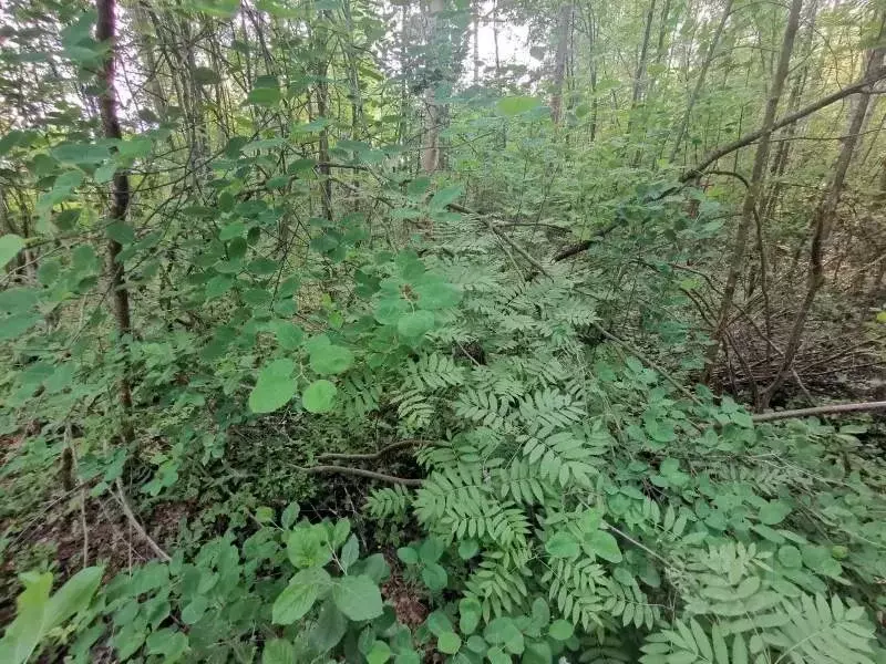 участок в ленинградская область, лужский район, толмачево городской . - Фото 1