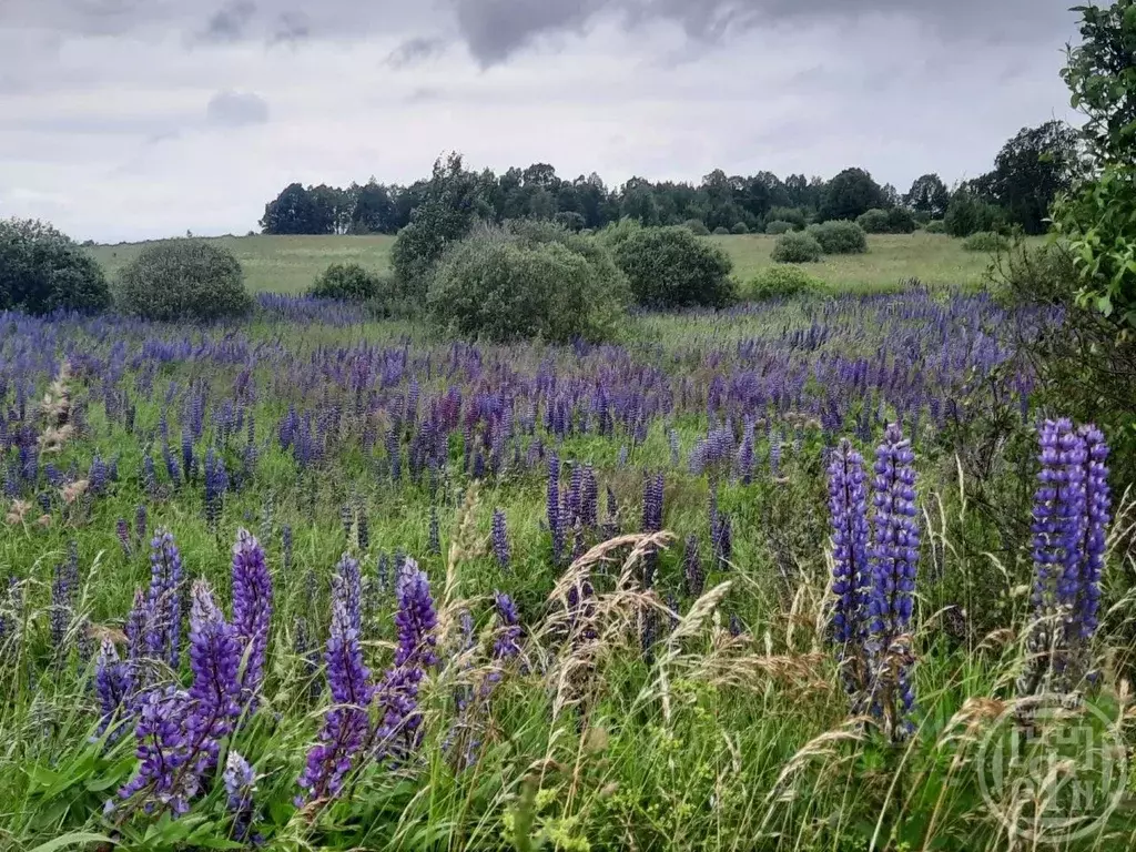Участок в Псковская область, Палкино рп  (2200.0 сот.) - Фото 2