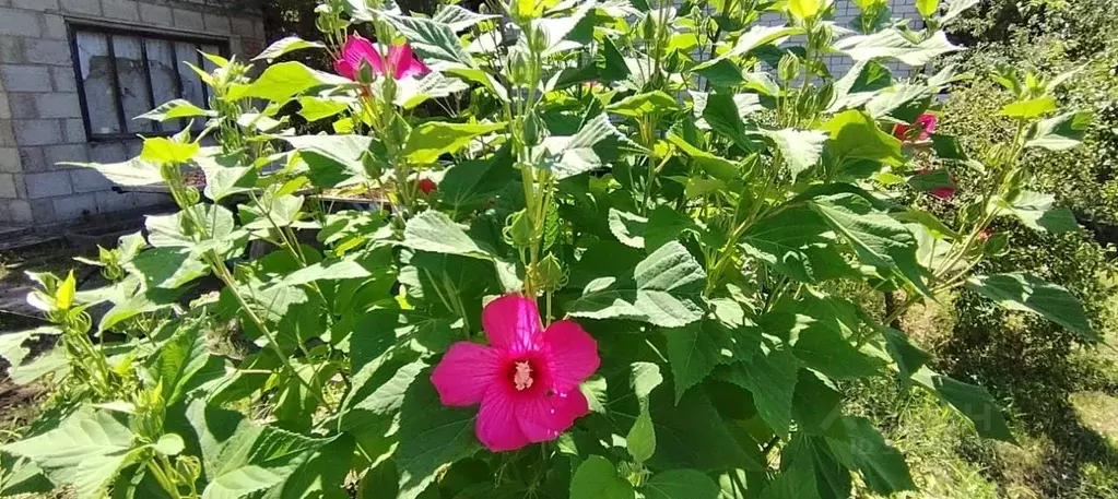 Дом в Волгоградская область, Среднеахтубинский район, Краснослободск ... - Фото 2