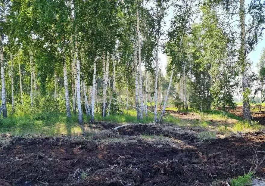 Участок в Тюменская область, Нижнетавдинский район, Строитель ТСН  ... - Фото 1