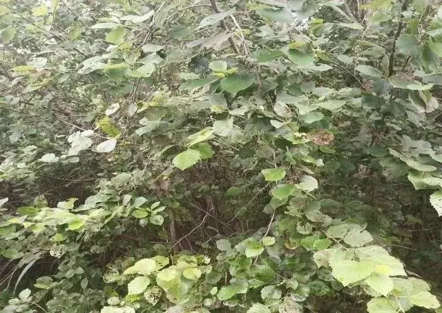 Участок в Московская область, Дмитровский муниципальный округ, д. ... - Фото 1