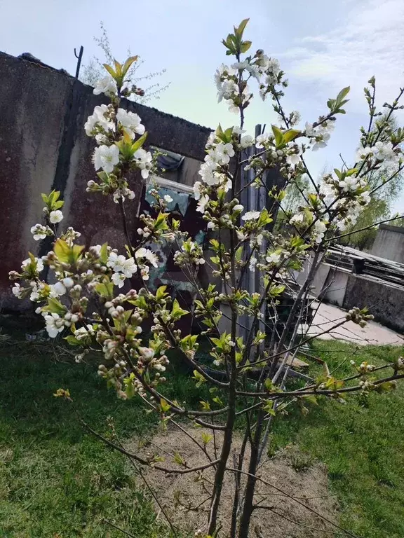 Участок 17,6 сот. (ИЖС) - Фото 1