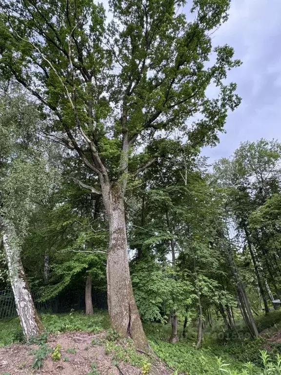 Участок в Тульская область, Заокский район, Малаховское с/пос, Нова ... - Фото 1