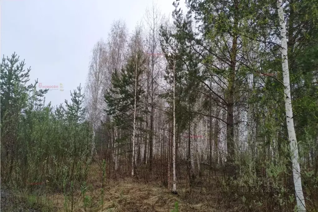 Участок в Свердловская область, Белоярский муниципальный округ, пос. ... - Фото 1