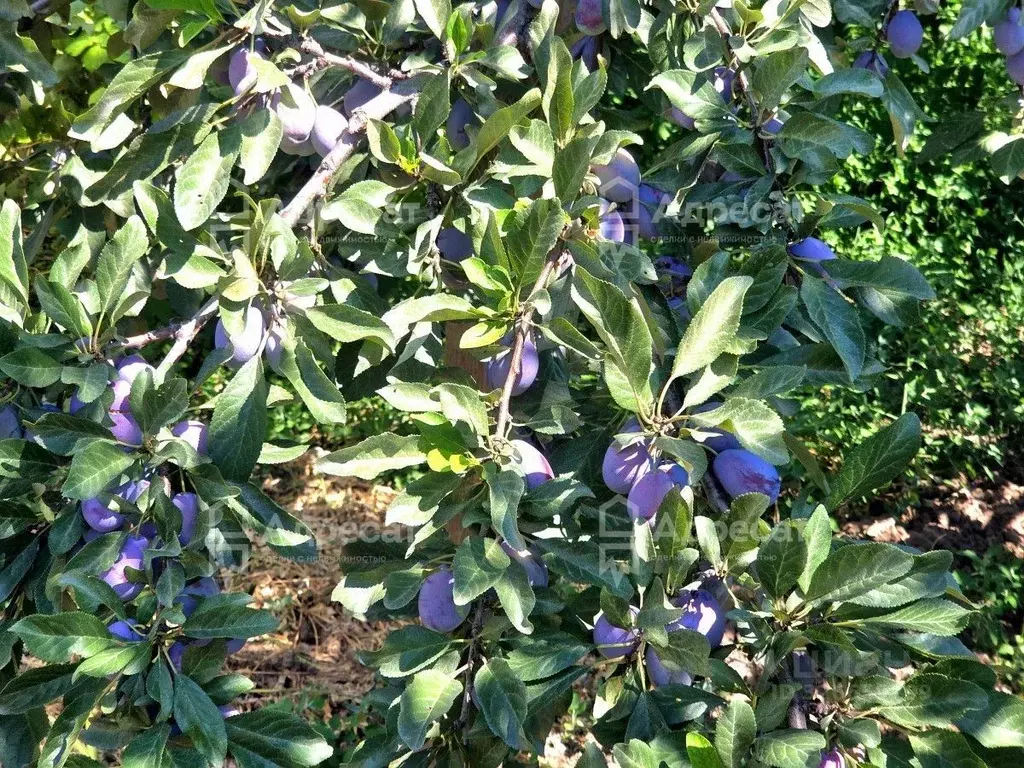 Участок в Волгоградская область, Средняя Ахтуба рп ул. Тифлисская (4.0 ... - Фото 2