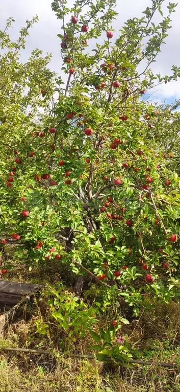 Дом 12 м на участке 9 сот. - Фото 0